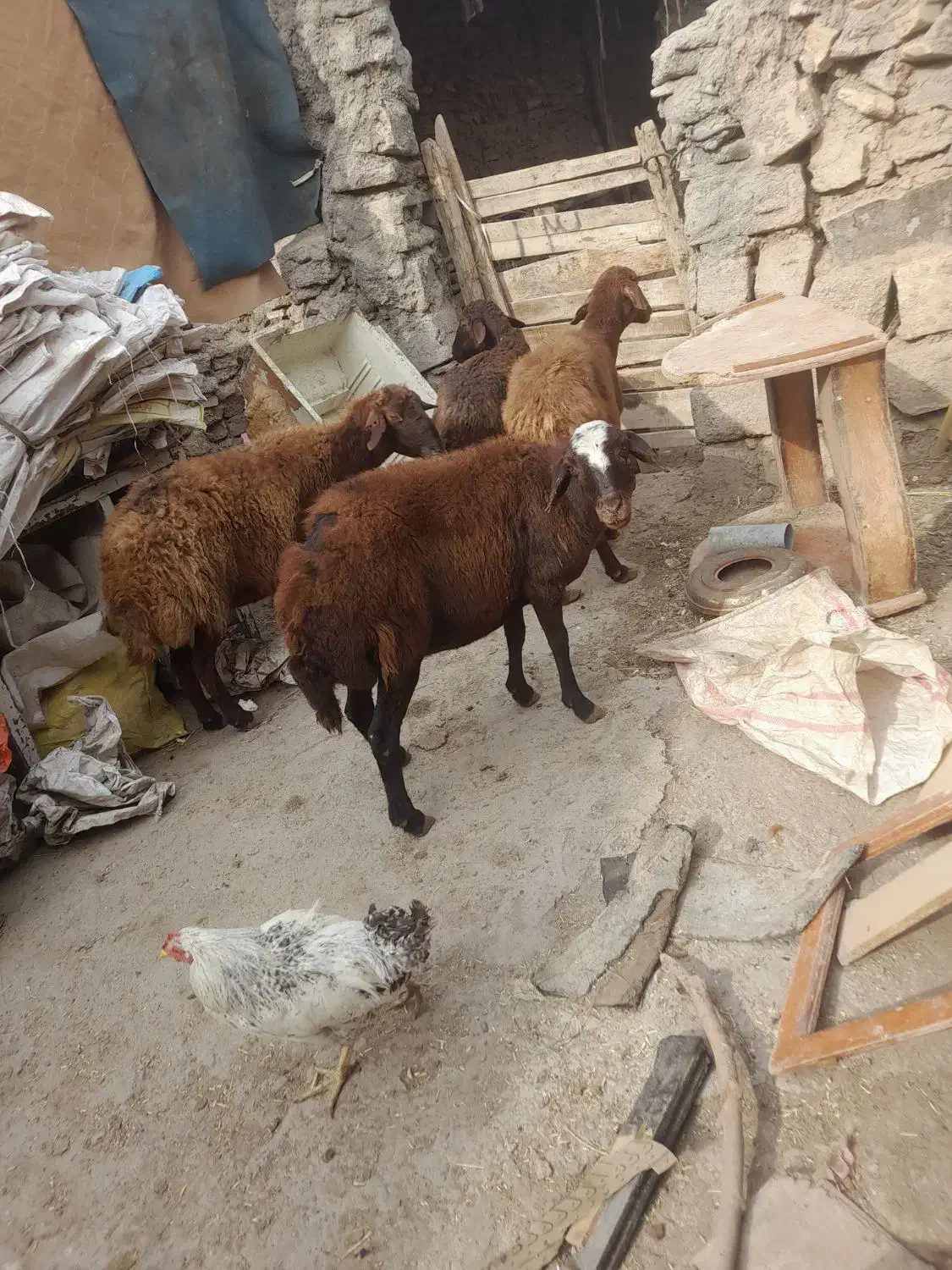 گوسفند زنده کیلوی ۲۶۰۰۰تومن|حیوانات مزرعه|میانه, |دیوار