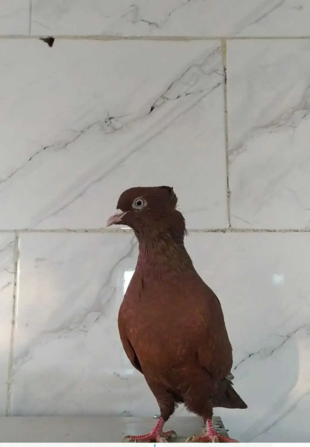 کبوتر رنگی|پرنده|رونیز, |دیوار