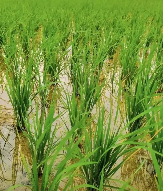 فروش زمین برنجکاری کریک|فروش زمین و ملک کلنگی|یاسوج, |دیوار