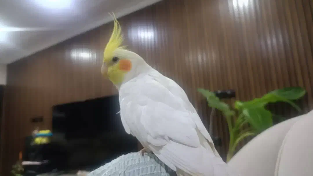 عروس هلندی گمشده|حیوانات|برازجان, |دیوار