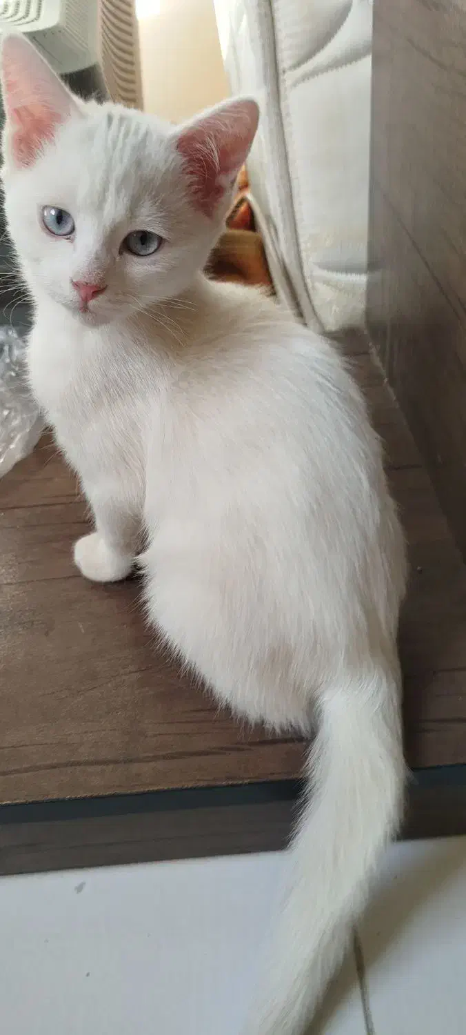 سه تا گربه پرشین مادر دو فرزند پسر دختر|گربه|بومهن, |دیوار