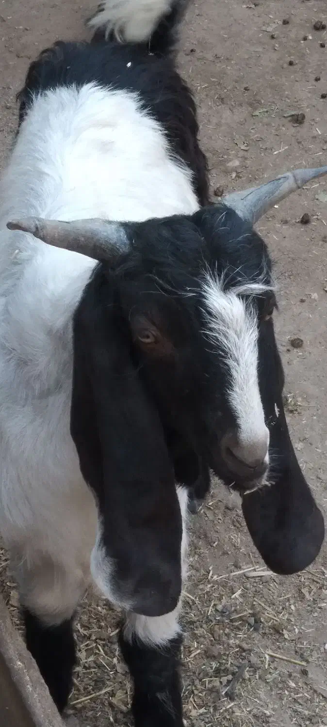 نربز پاکستانی ۶۴۶۲طوطیی ۵۷۱دودندان۰۹۳۳|حیوانات مزرعه|سبزوار, میدان بار|دیوار