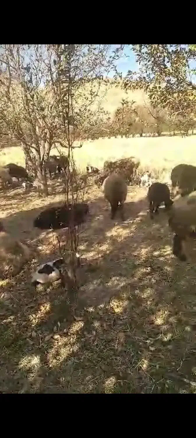 میش سالم سرحال|حیوانات مزرعه|پادنا, |دیوار