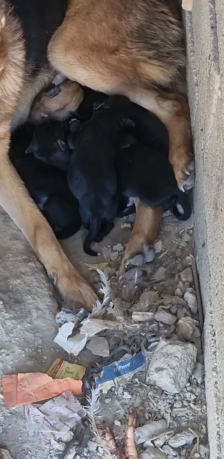 توله ژرمن ماده سیاه|سگ|سراوان, |دیوار