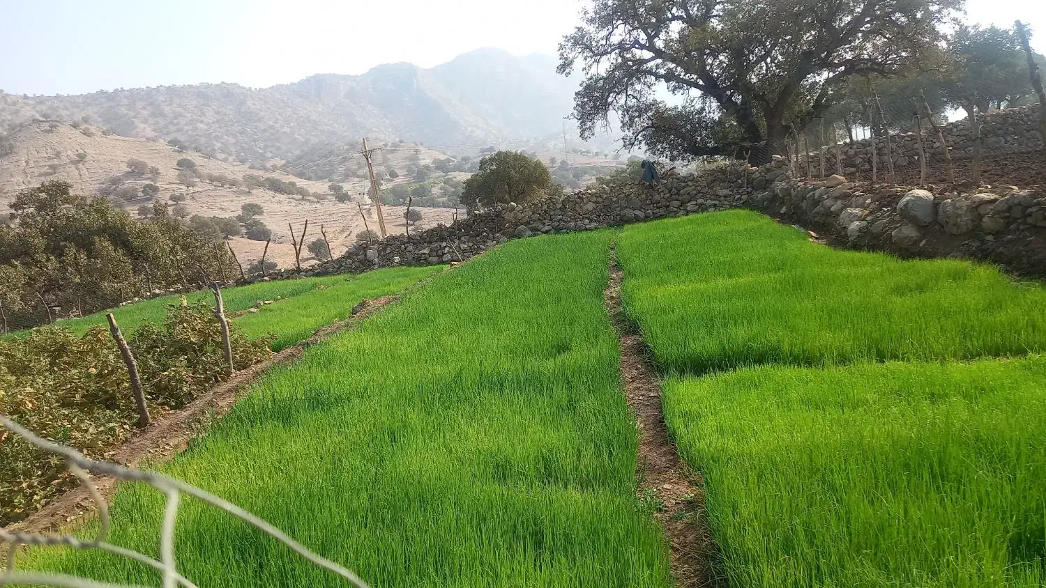 فروش تیم پیاز|خوردنی و آشامیدنی|چاروسا, |دیوار