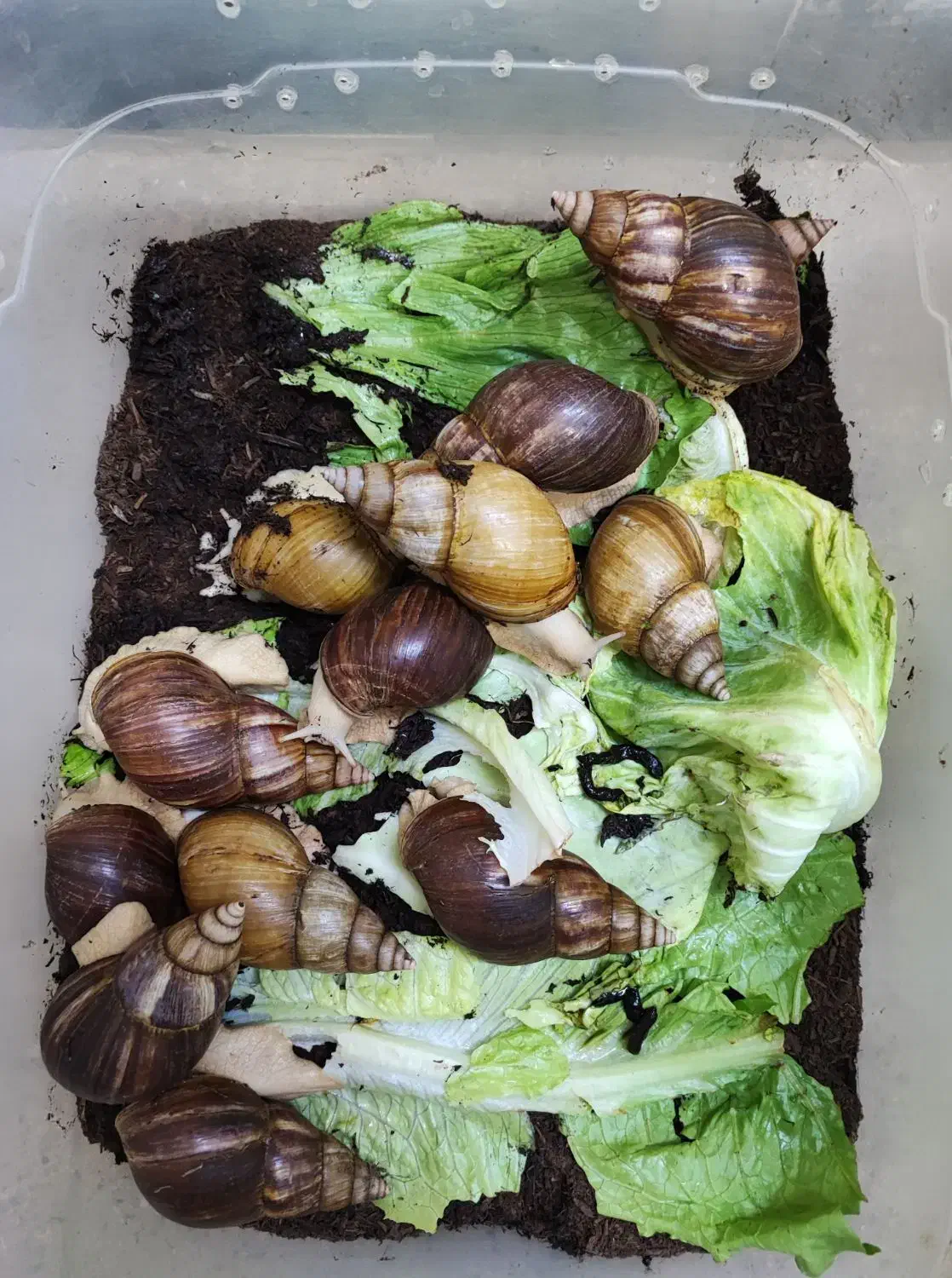 فروش فوری حلزون سوپر مولد و مولد|خزنده|قم, بنیاد|دیوار