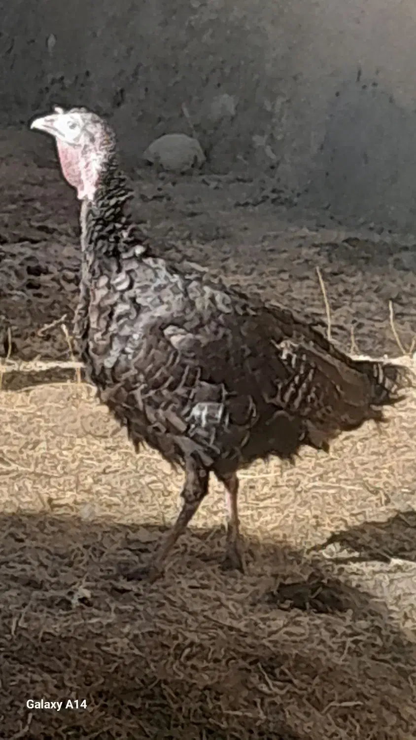 بوقلمون ماده|حیوانات مزرعه|دهگلان, |دیوار