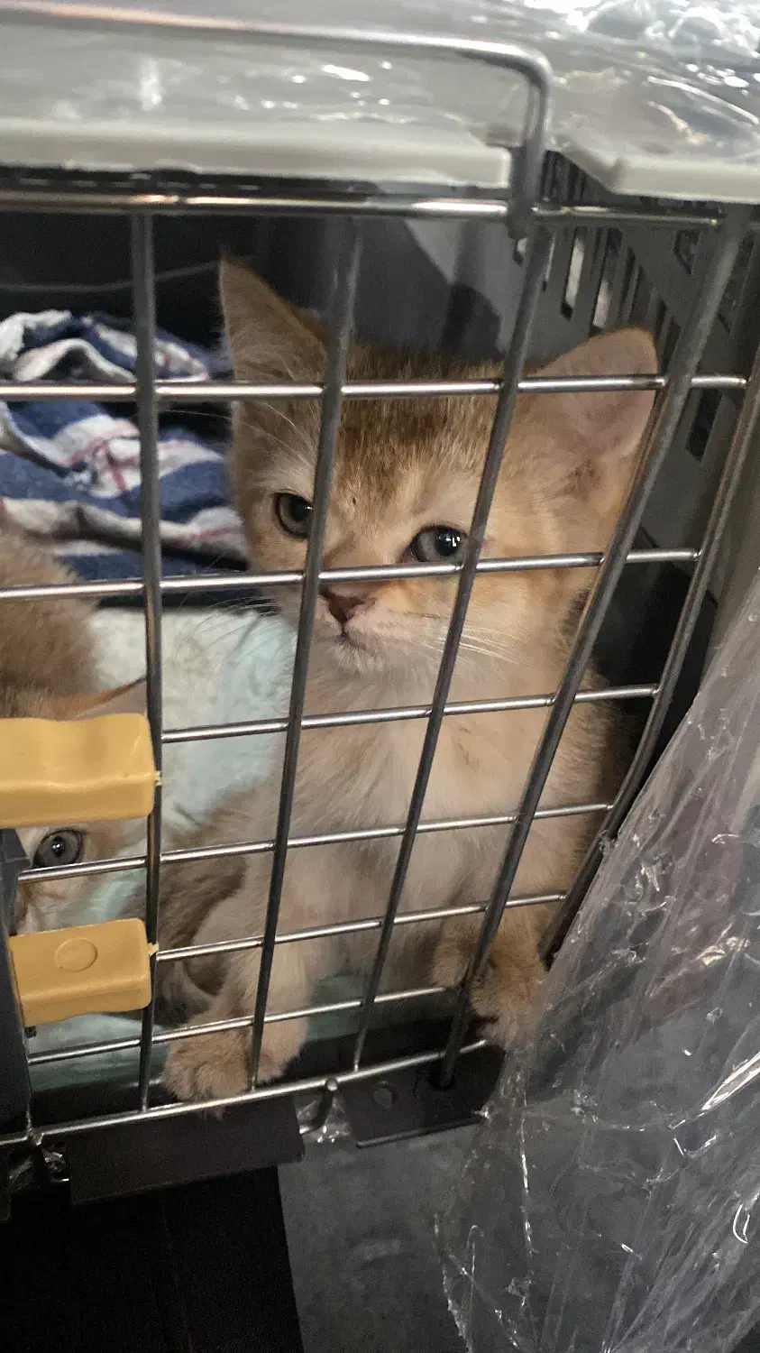 بریتیش گلد شورت هیر|گربه|بوشهر, |دیوار