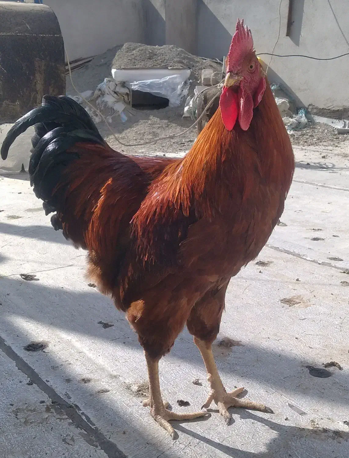 خروس محلی دورگه|حیوانات مزرعه|بهارستان, |دیوار