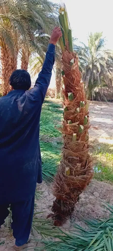 کوگ ربی مضافتی پیارم. زاهدی تعداد بالا دارم ارسال|خدمات باغبانی و درختکاری|ایرانشهر, |دیوار