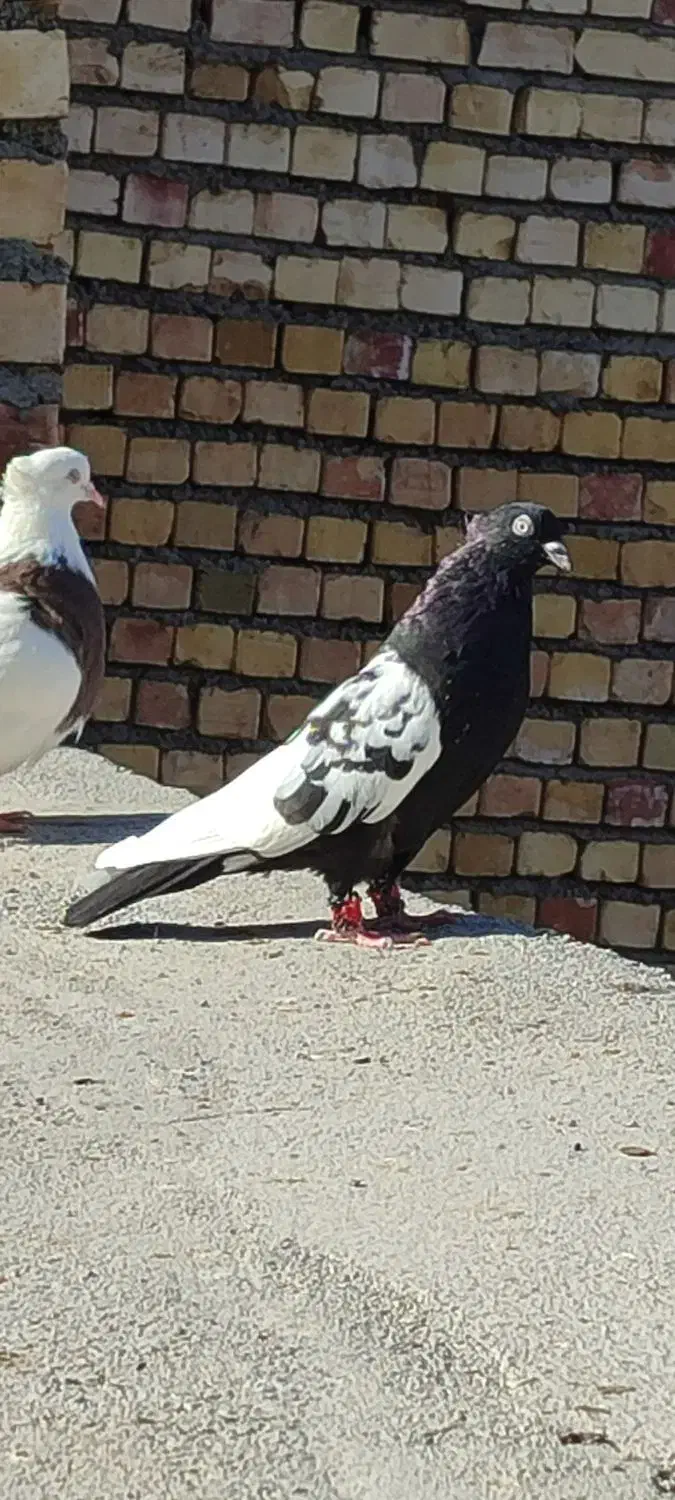 کفتر‌ساده‌طوقی‌سینه‌سیاه|پرنده|رضویه, |دیوار