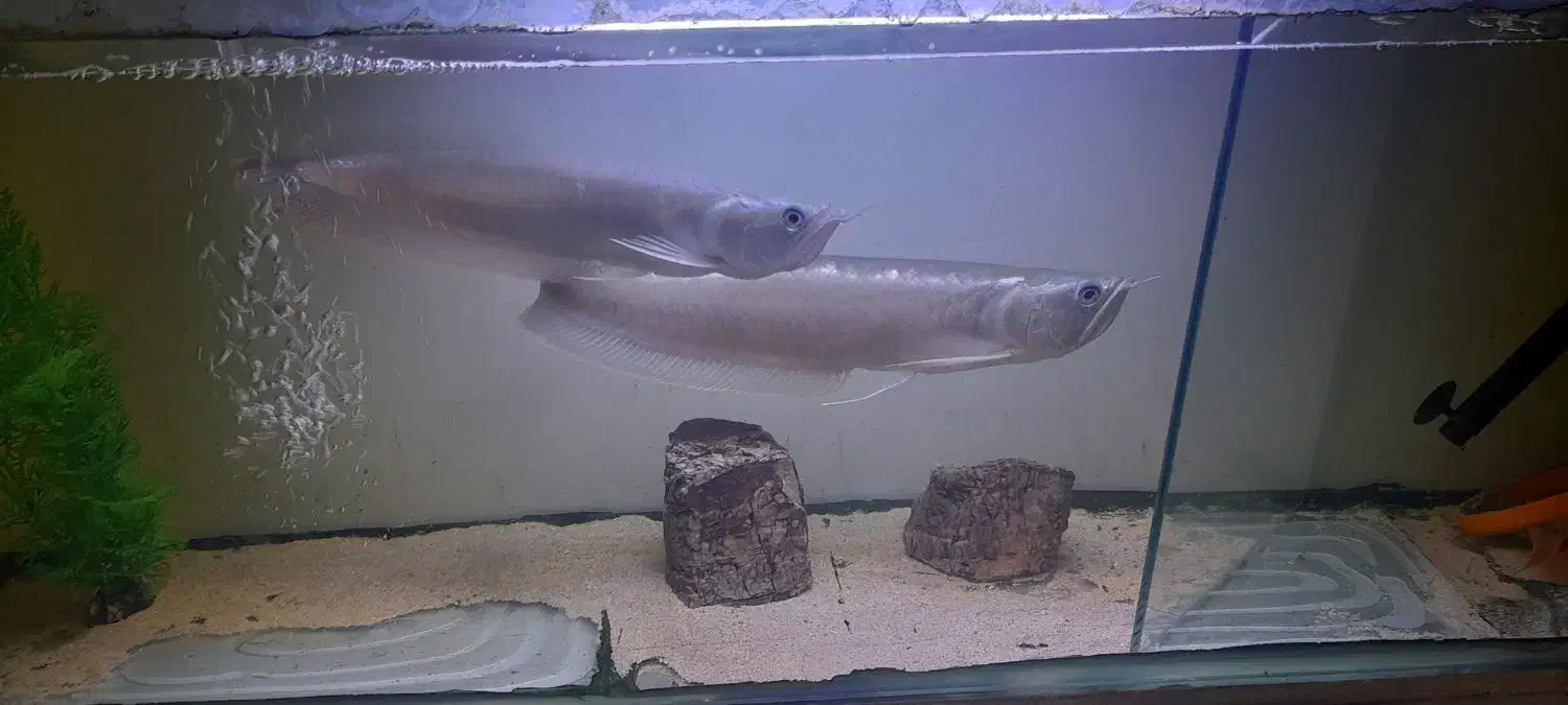 ماهی آروانا سیلور|ماهی|شاهینشهر, شهرک میلاد|دیوار