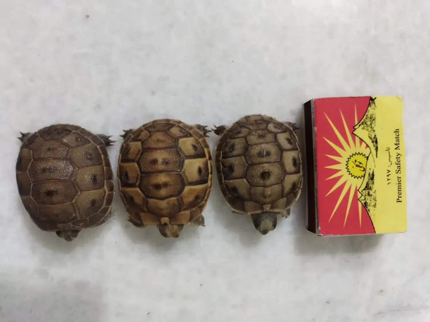 لاکی گم شدع|حیوانات|چابهار, |دیوار