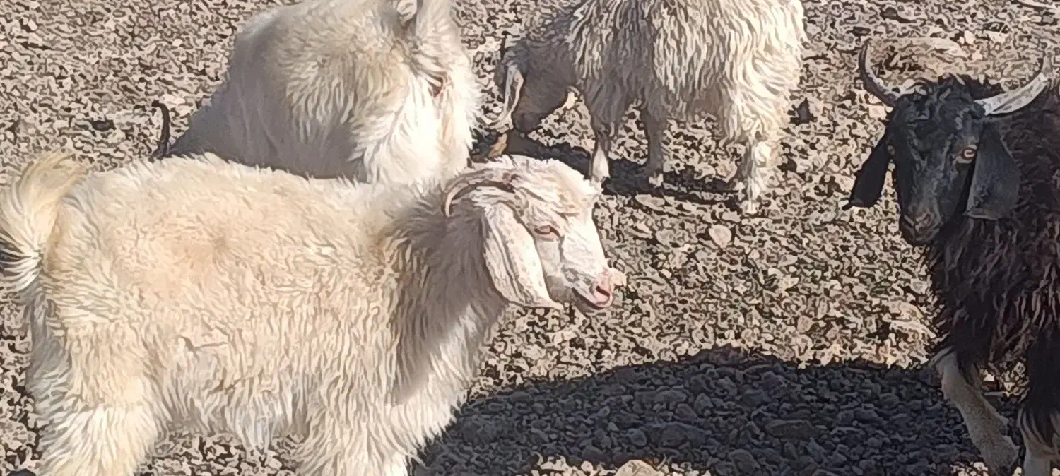 کهره|حیوانات مزرعه|بافت, |دیوار