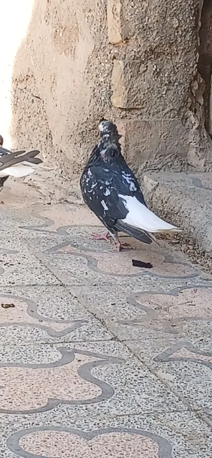 کبوتر|پرنده|کارون, |دیوار