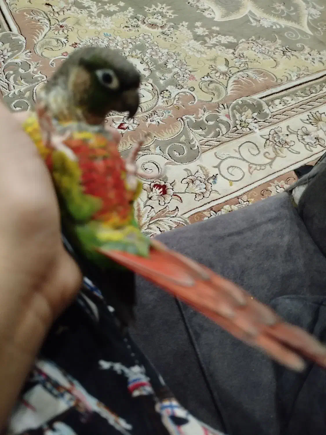 گرینچیک|پرنده|نسیم‌شهر, |دیوار