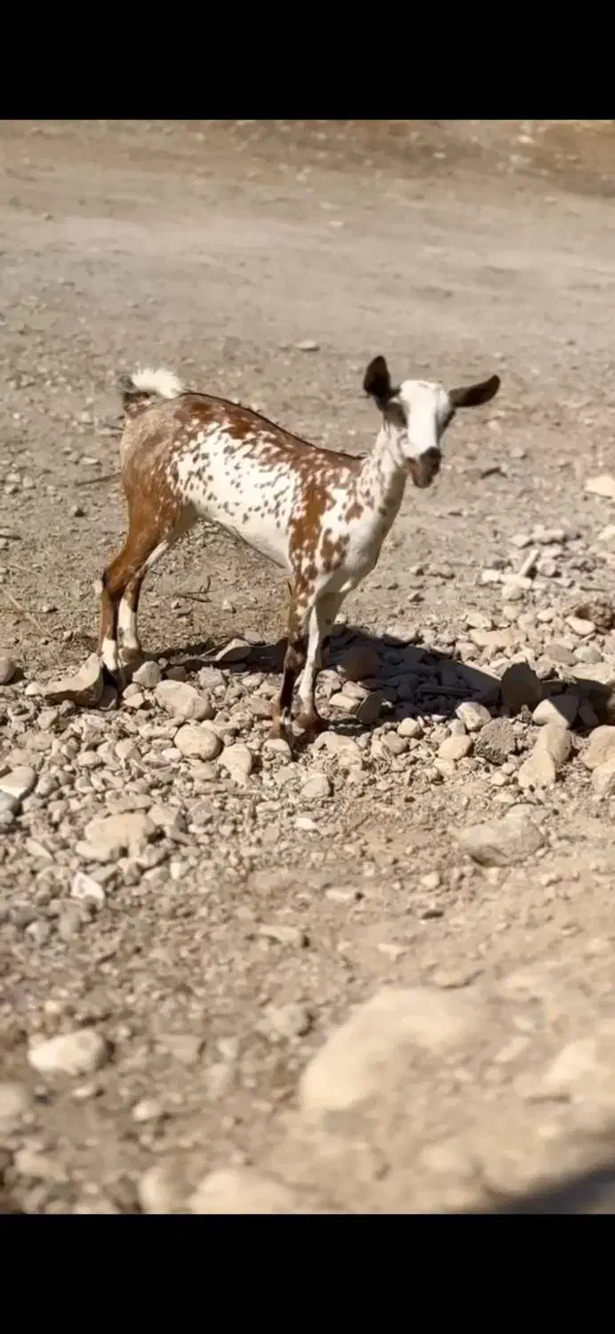 بز چند قلوزا|حیوانات مزرعه|گراش, |دیوار