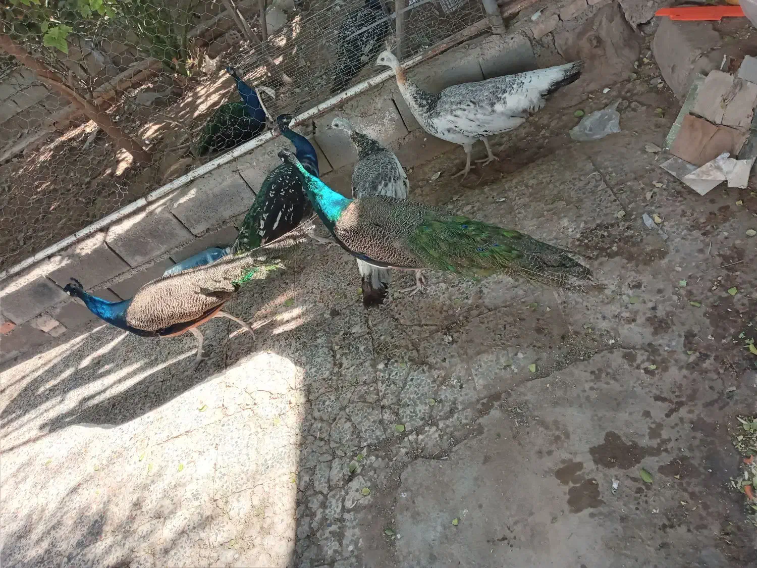 طاووس|پرنده|حمیدیه, |دیوار