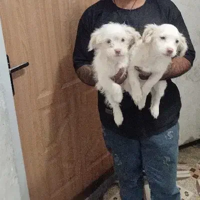 پت حیوان خانگی|سگ|مرودشت, ژیان|دیوار