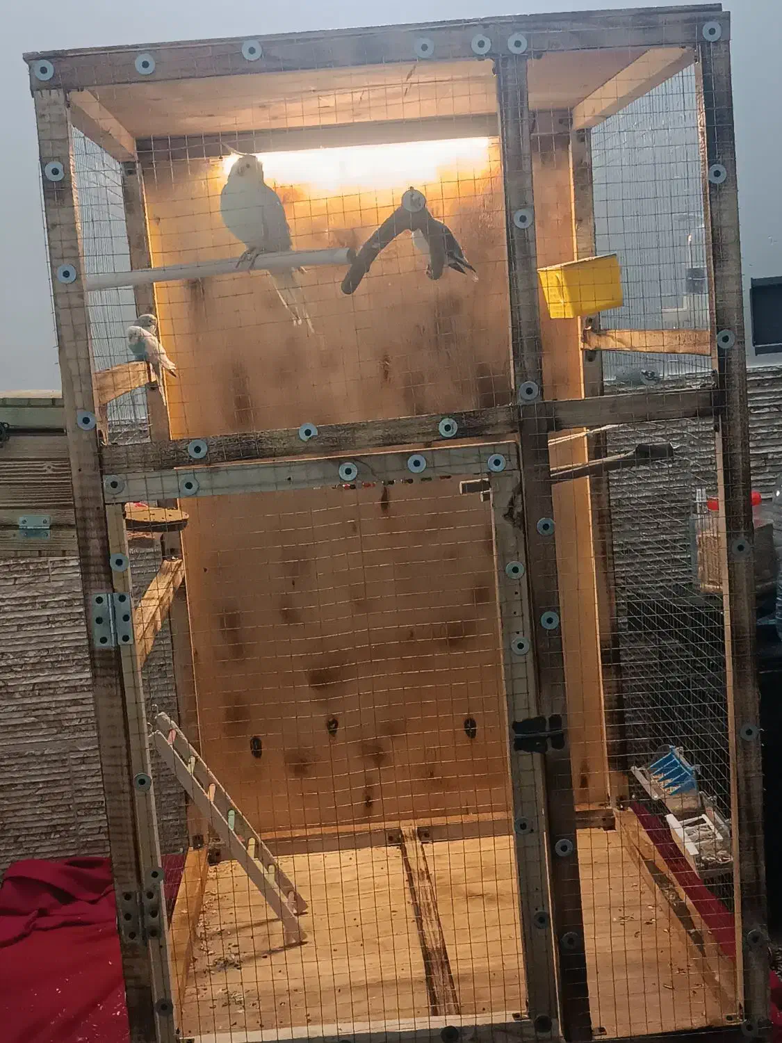 قفس چوبی|لوازم جانبی حیوانات|شیراز, کوشک میدان|دیوار