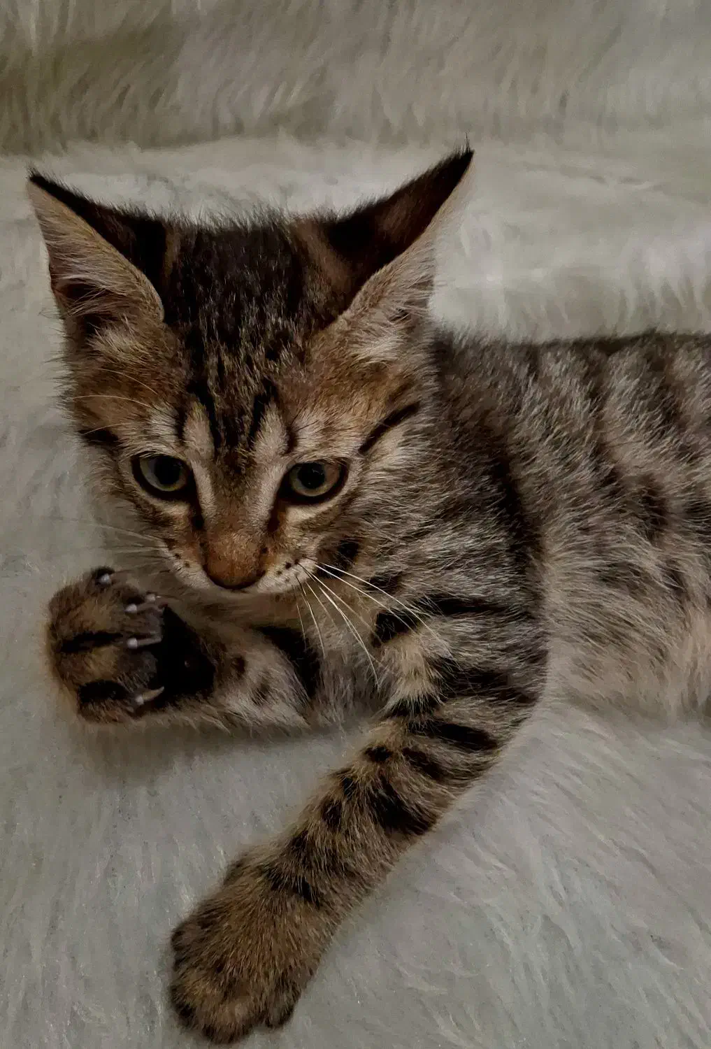 بچه گربه|گربه|نوشهر, |دیوار