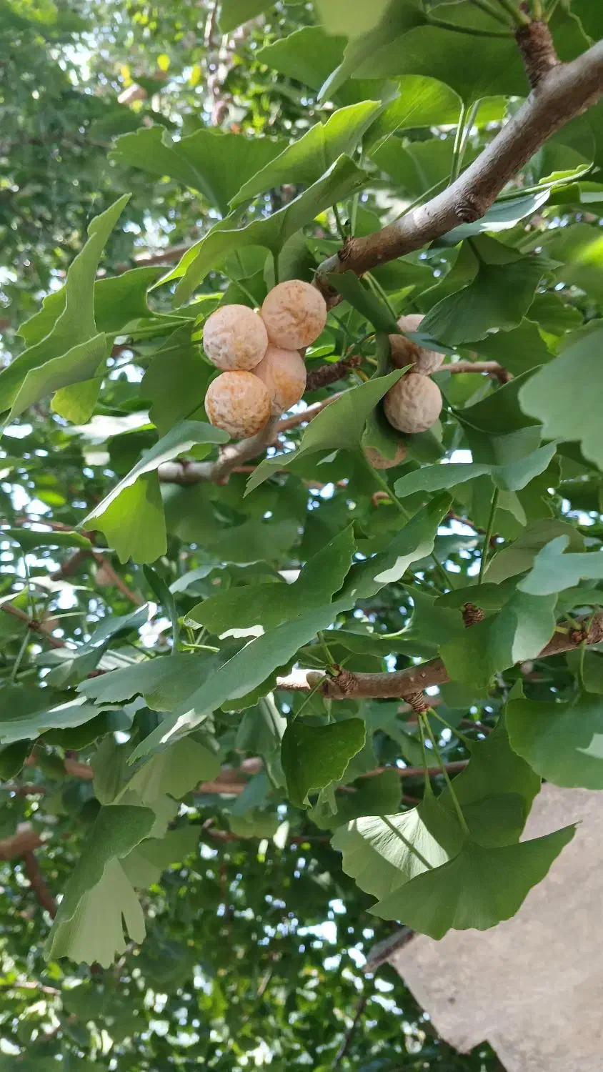 دانه ژینکو|آرایشی، بهداشتی، درمانی|تنکابن, |دیوار