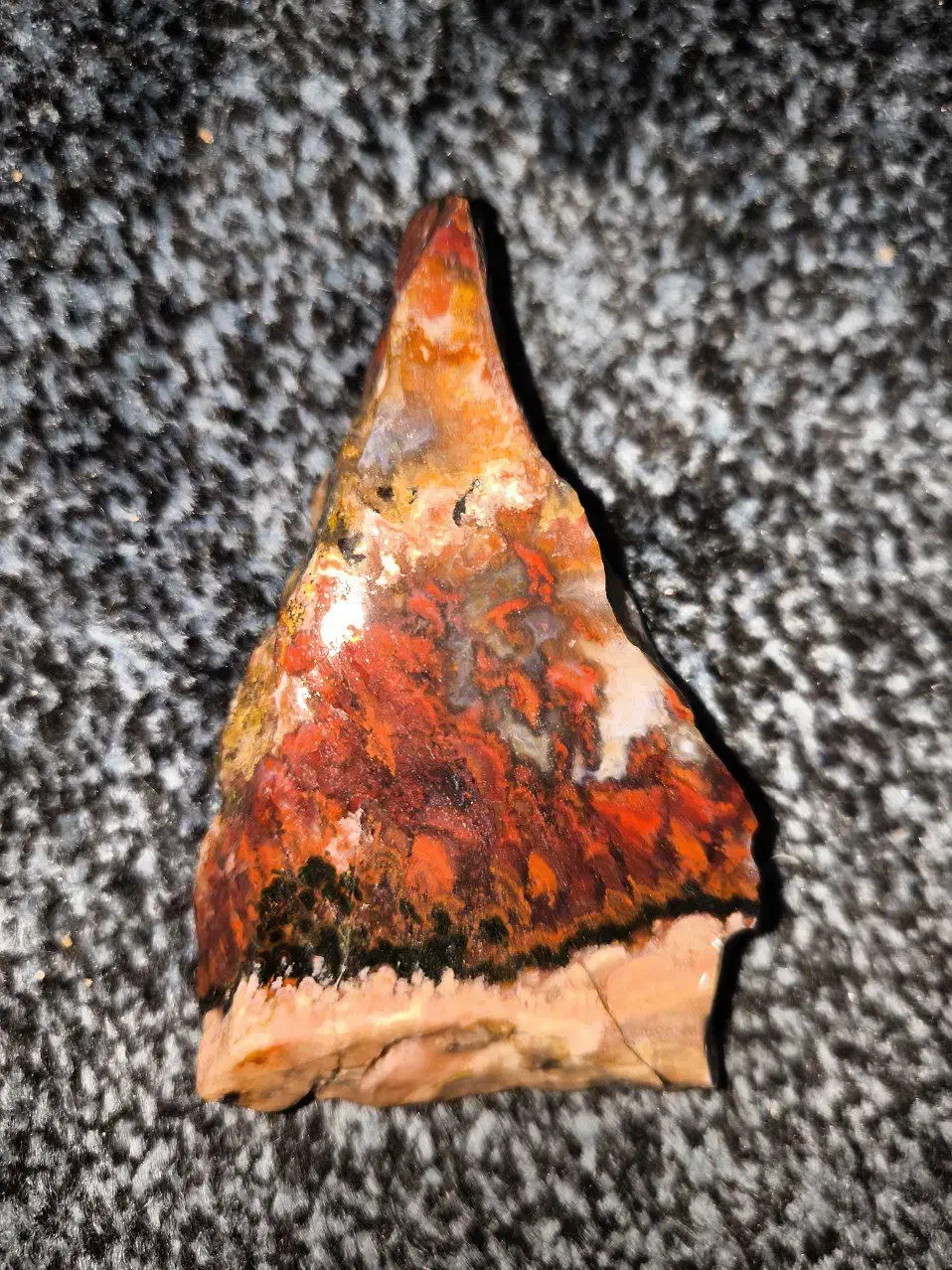 شجر|کلکسیون اشیاء عتیقه|برازجان, |دیوار