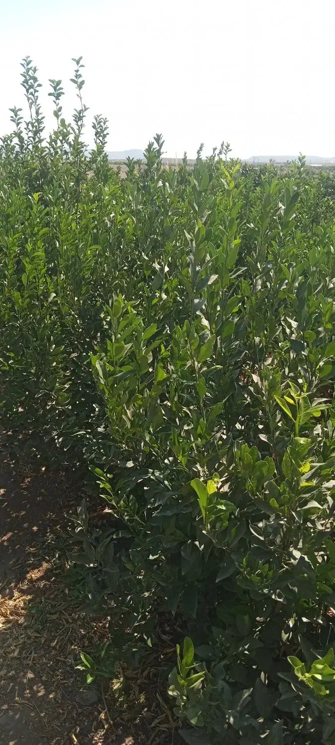 فروش|خدمات باغبانی و درختکاری|میناب, |دیوار