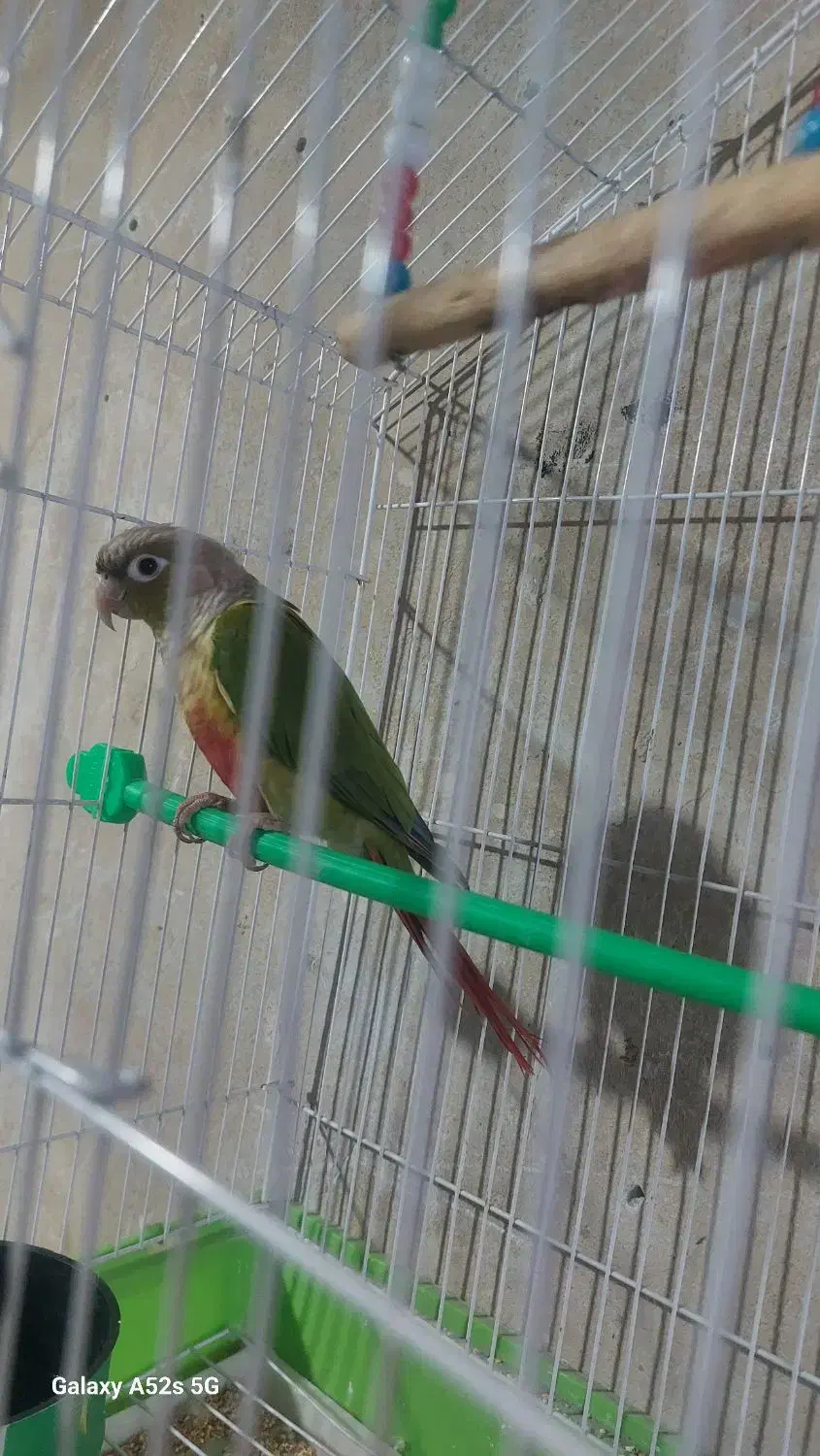 پرنده|پرنده|چالدران, |دیوار