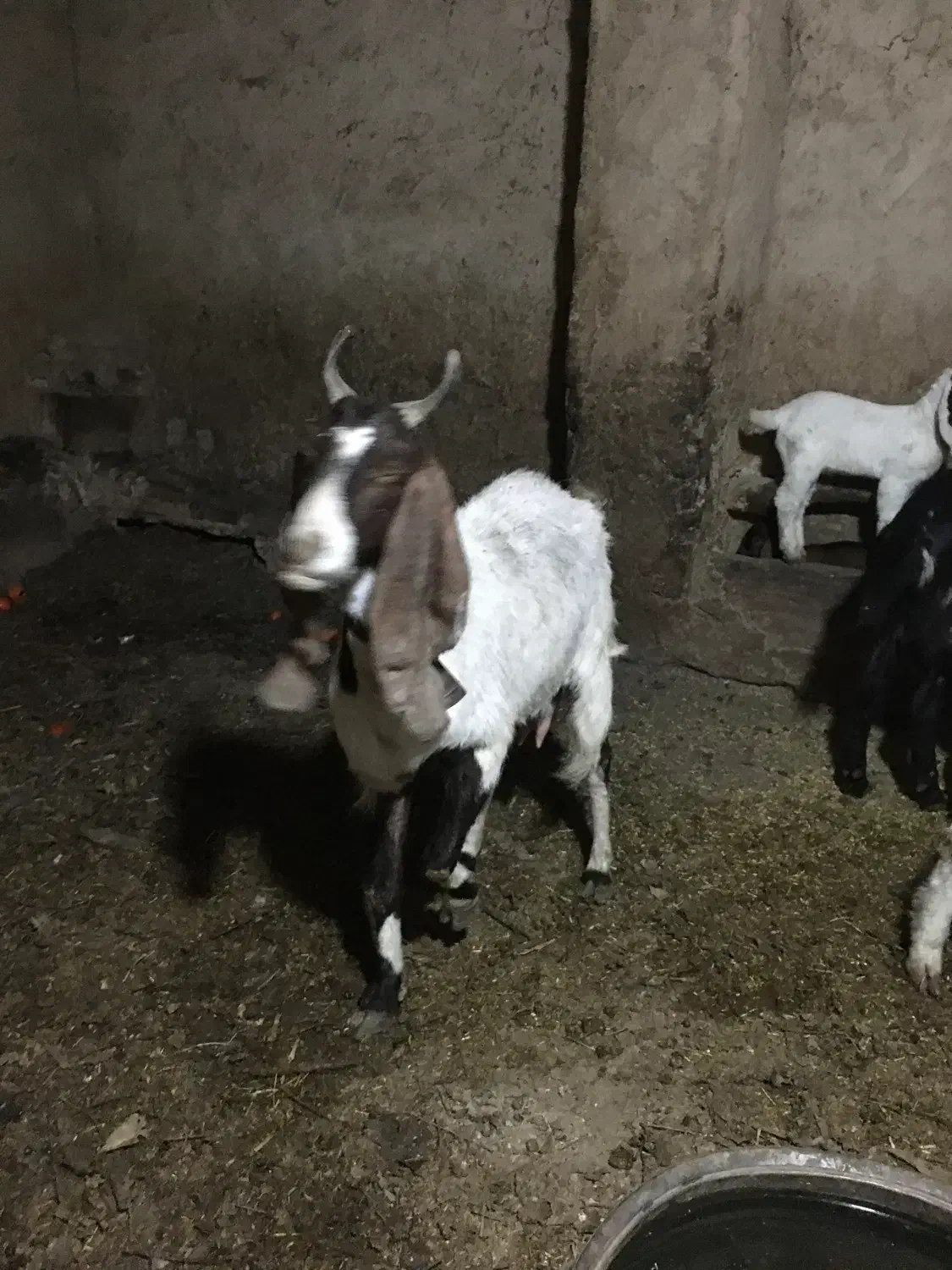 ۸راس بزپاکستانی|حیوانات مزرعه|شهریار, یوسف آباد صیرفی|دیوار