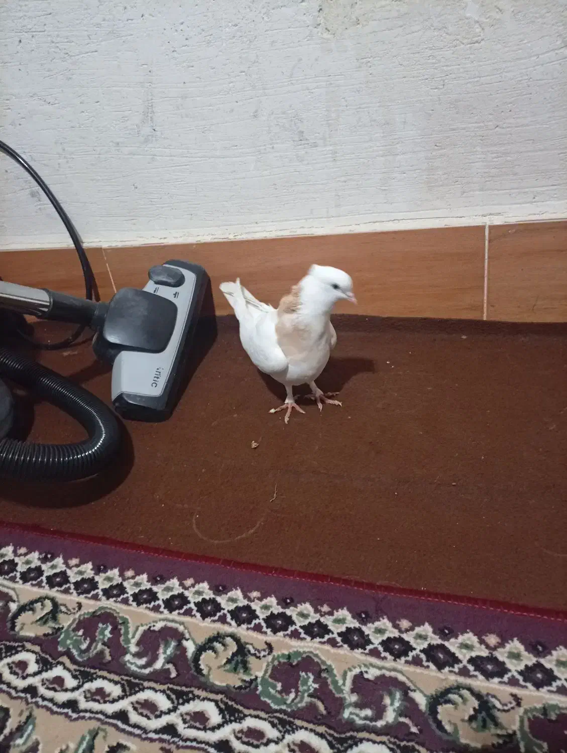 کفتر طوقی زرد|پرنده|گالیکش, |دیوار