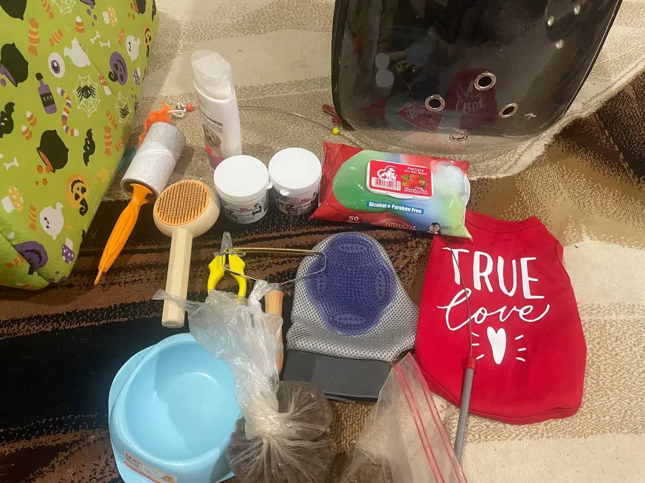 گوربه گربه بریتیش آرام|گربه|بوشهر, |دیوار