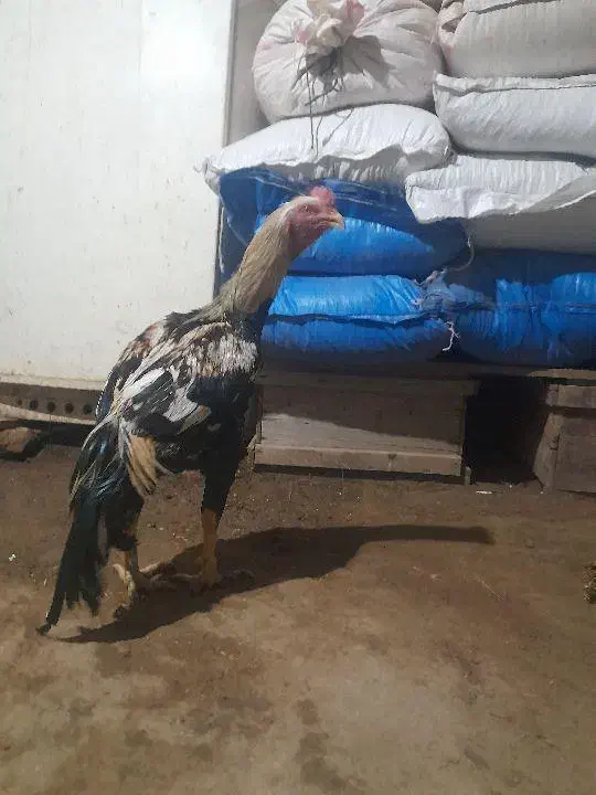 خروس|حیوانات مزرعه|چاراویماق, |دیوار