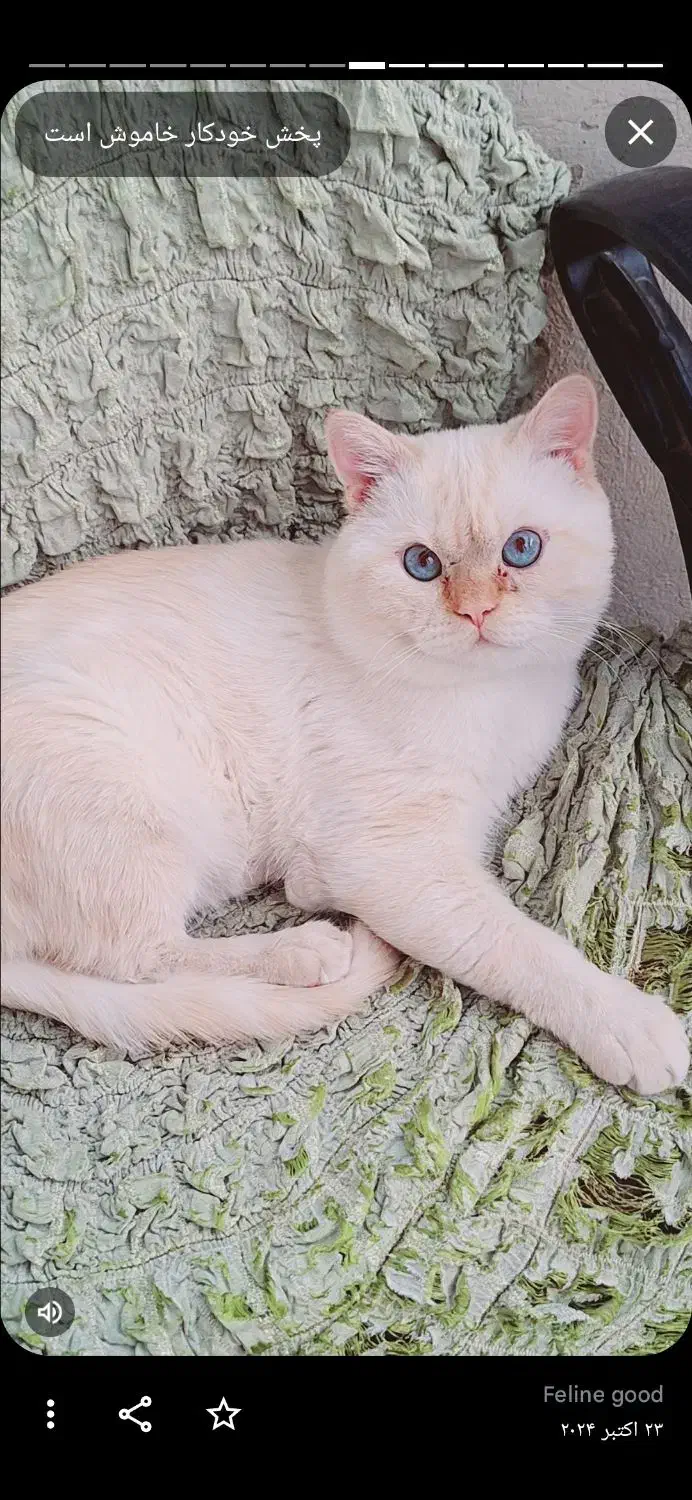 گربه پرشین اسکاتیش نر|گربه|تبریز, |دیوار