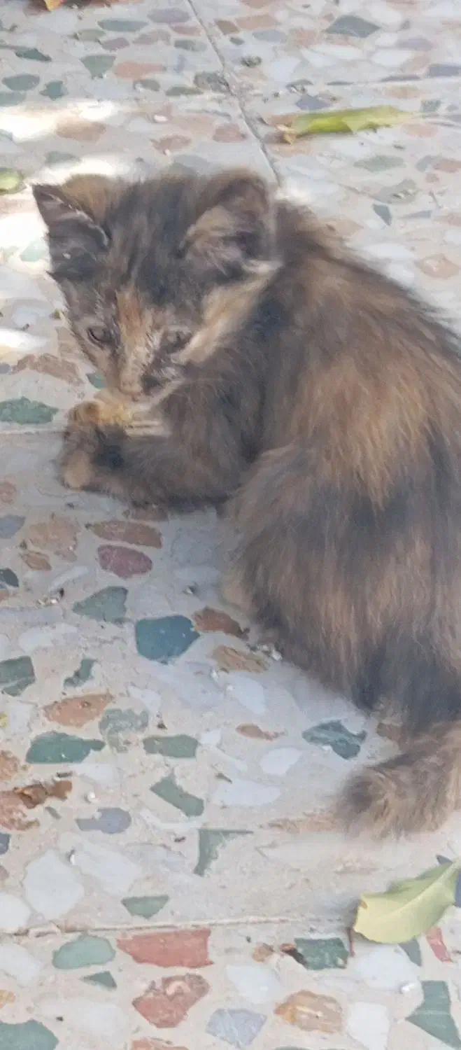 سه عدد بچه گربه خوشکل واگذار میشود|گربه|زرقان, |دیوار