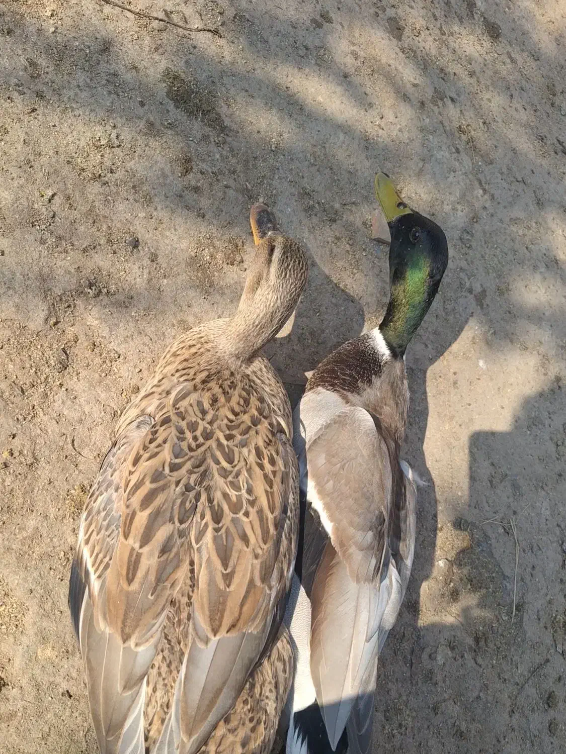 اردک پروازی و غاز محلی و قوغاز|حیوانات مزرعه|رشت, جانبازان|دیوار