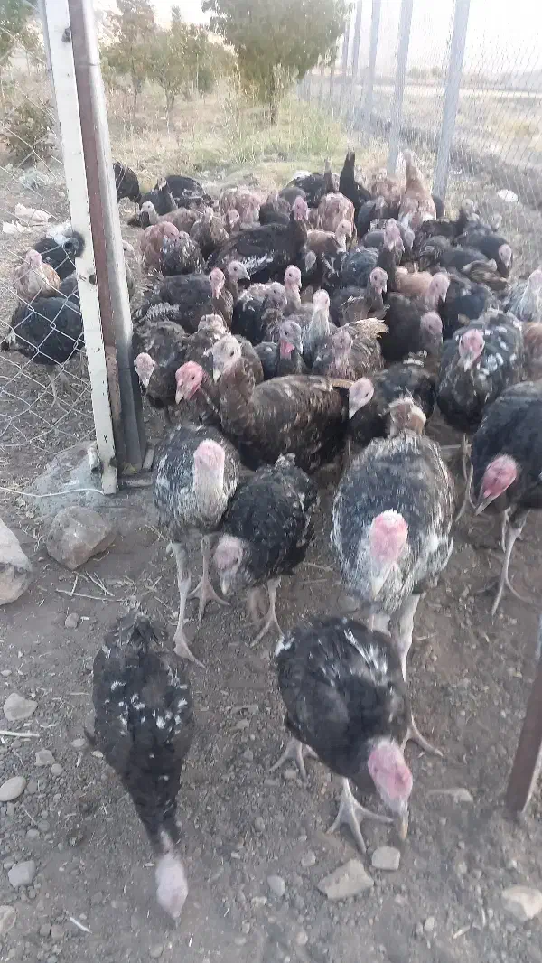 بوقلمون محلی و برنز|حیوانات مزرعه|هرسین, |دیوار