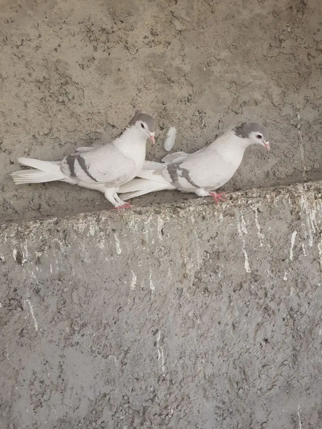 دمگیر|پرنده|خمینی‌شهر, |دیوار