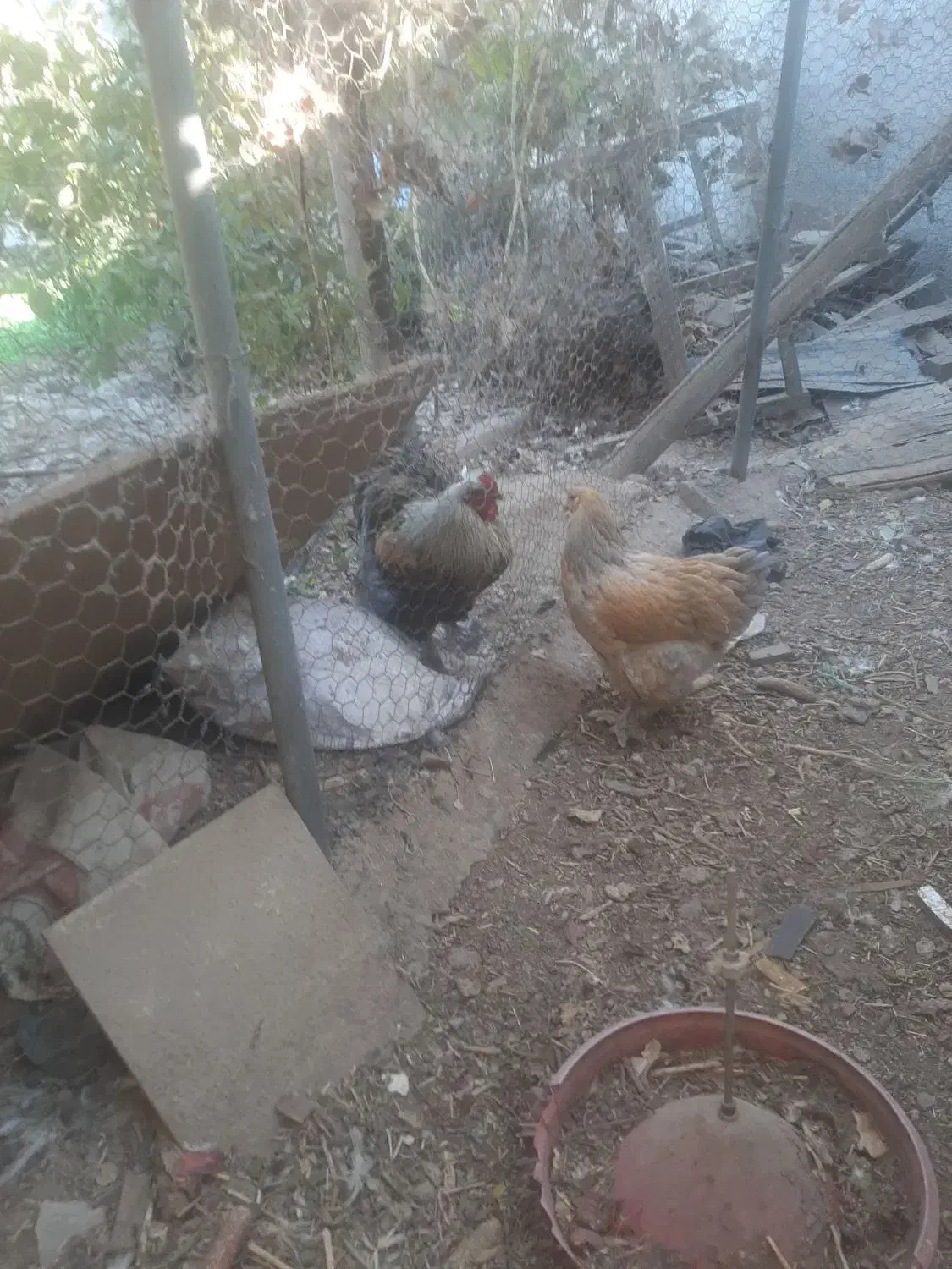 مرغ و خروس برهما|حیوانات مزرعه|پاکدشت, پاکدشت (مامازند)|دیوار