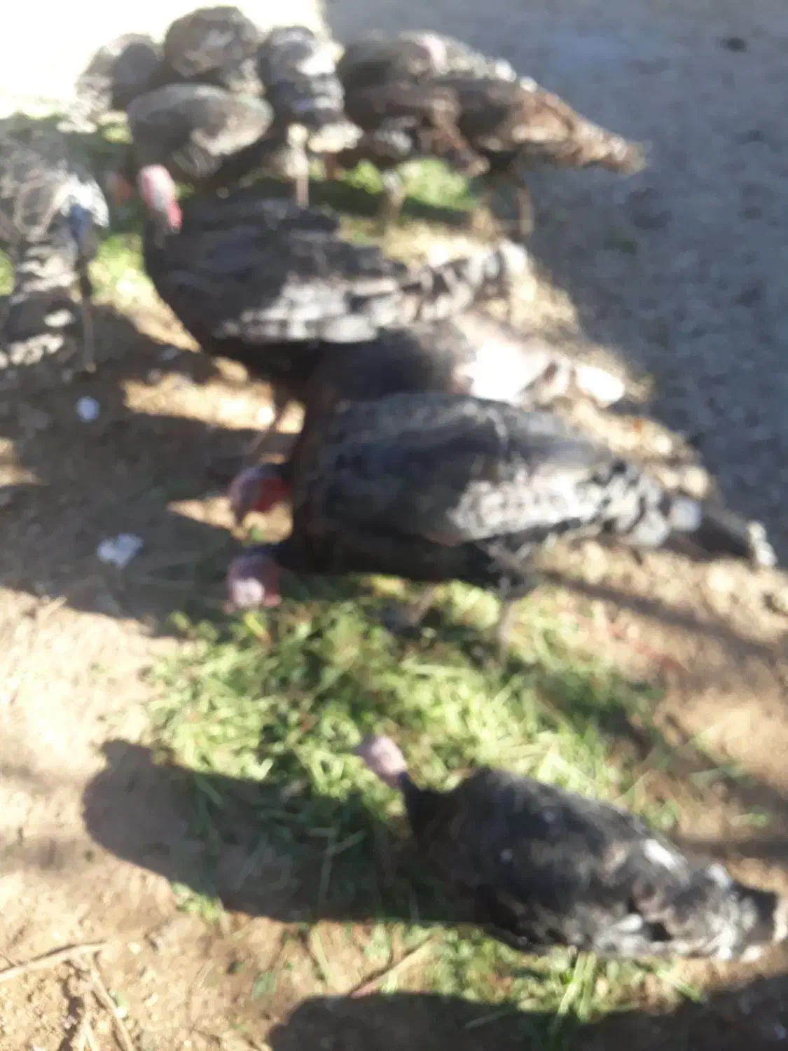 فروش بوقلمون ۱۲ عدد|حیوانات مزرعه|یاسوج, |دیوار