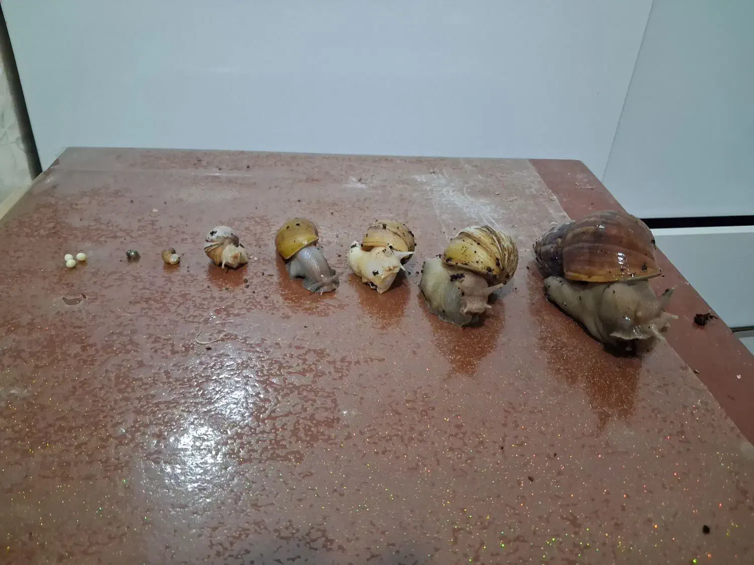 حلزون های آچاچینا|خزنده|تهران, فردوسی|دیوار