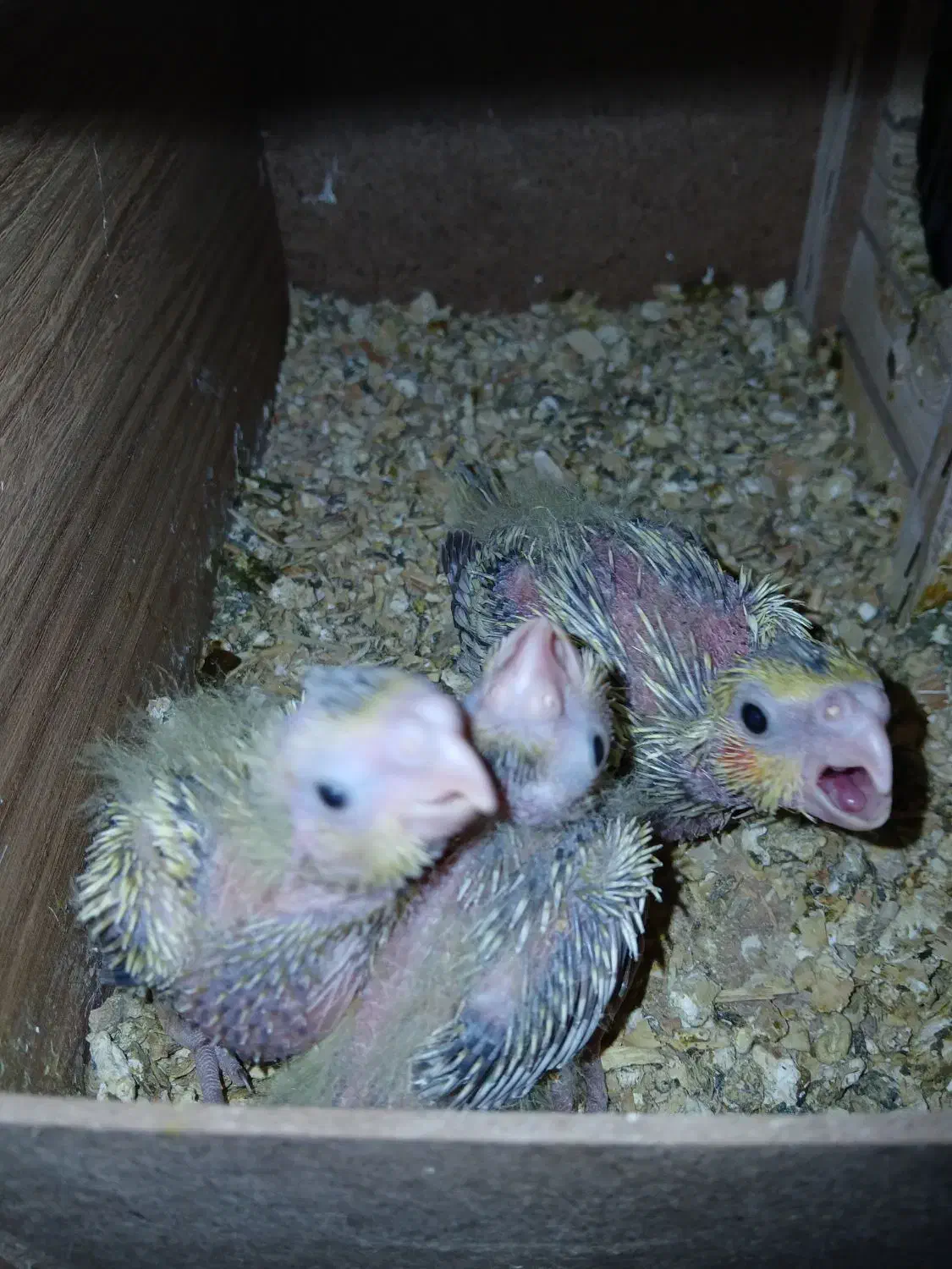 جوجه عروس هلندی سرلاکی  بهترین  نژاد|پرنده|شوشتر, |دیوار