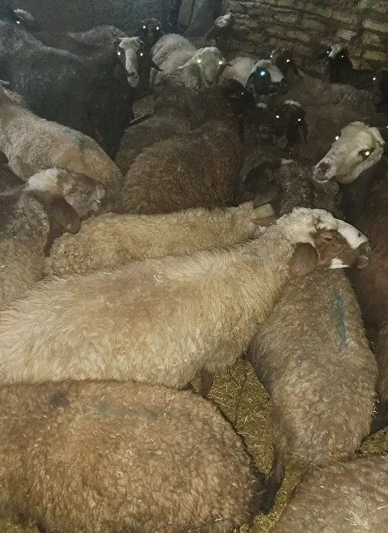 گوسفند میش|حیوانات مزرعه|هرسین, |دیوار