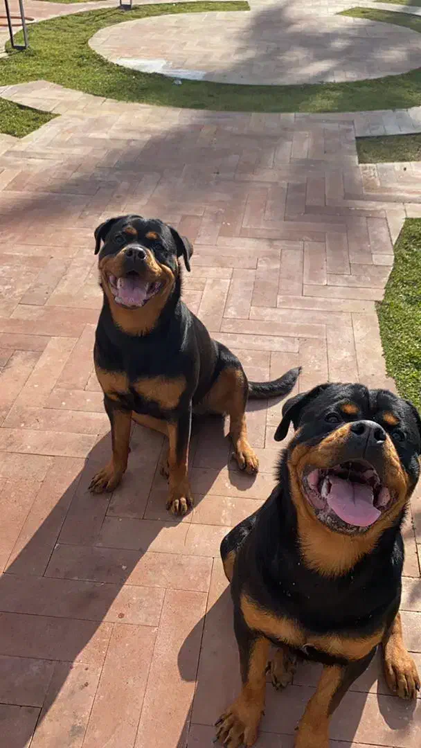 توله روتوایلر دوماهه ماده|سگ|تهران, ونک|دیوار