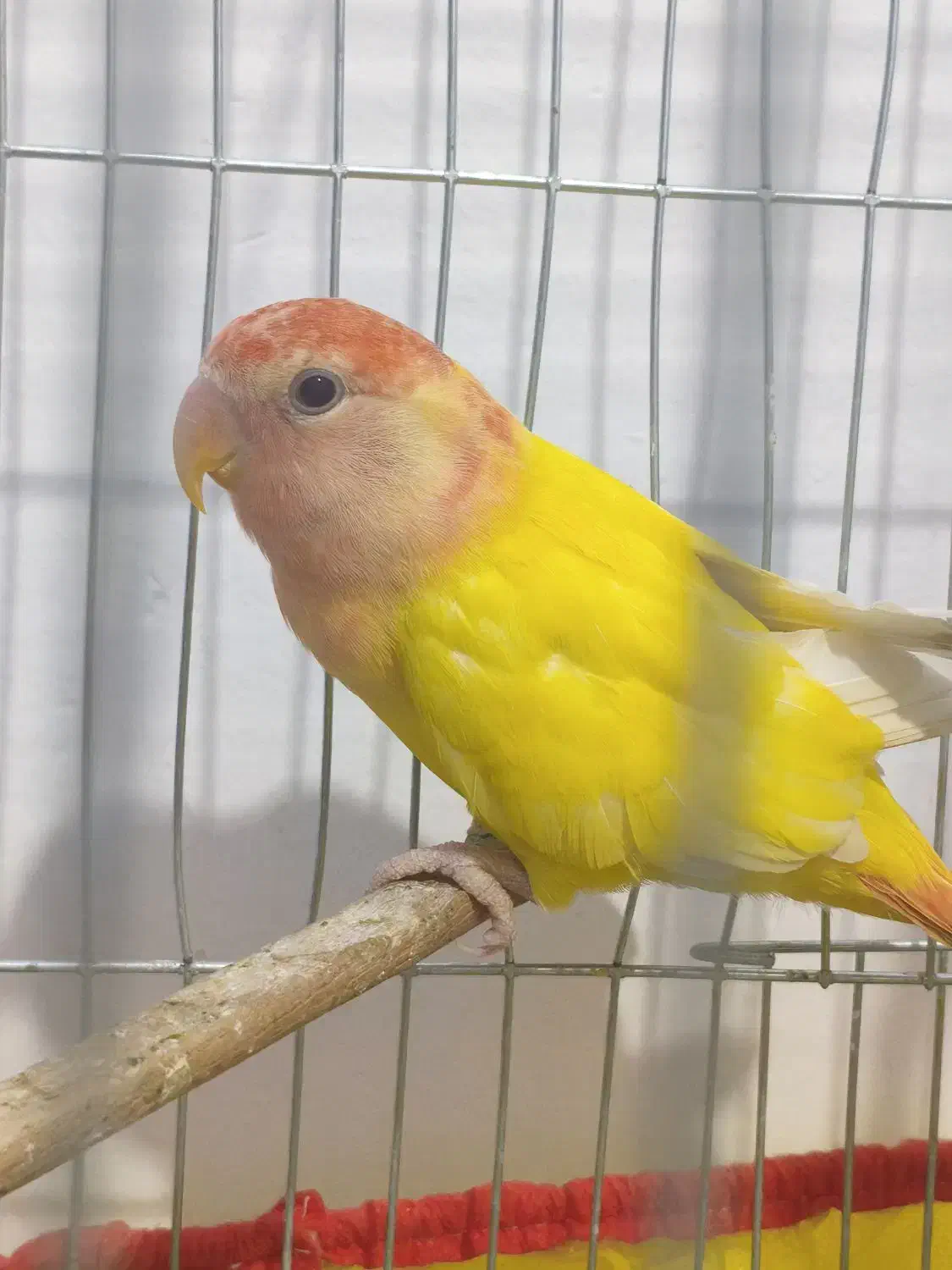 طوطی برزیلی مولد و یک ماده تک|پرنده|فردیس, فرامرزیه|دیوار