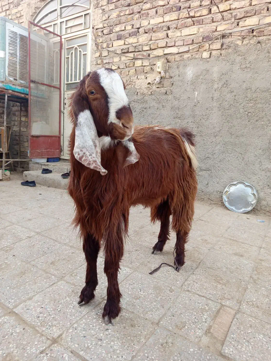 بز نر|حیوانات مزرعه|هامون, |دیوار