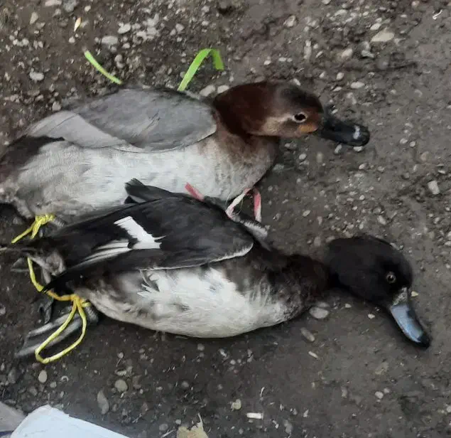 اردک|پرنده|رشت, نخودچر|دیوار