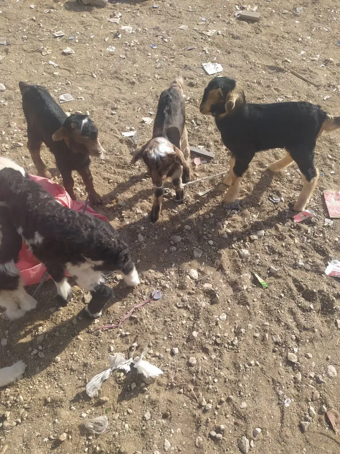 کهره شیری تازه|حیوانات مزرعه|شیراز, بید زرد|دیوار