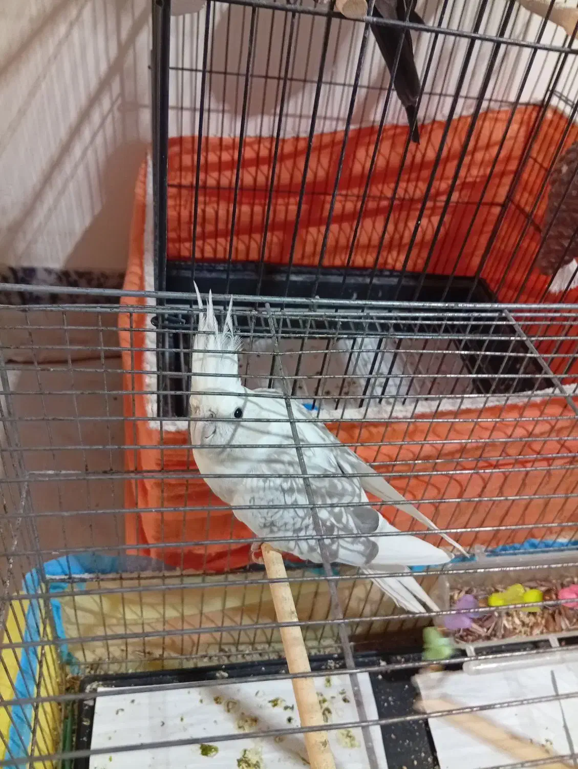 عروس هلندی نر و ماده|پرنده|کرج, اسلامآباد|دیوار