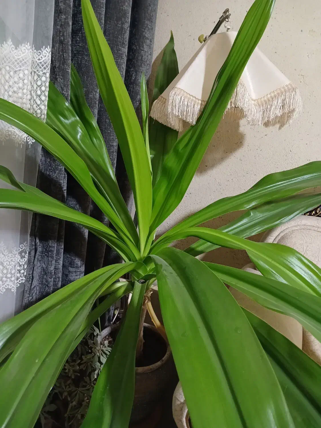 گل ذرتی بسیار شاداب|گل و گیاه طبیعی|مرودشت, مسکن مهرگان|دیوار